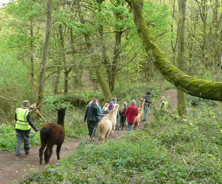 Alpaca therapy treks