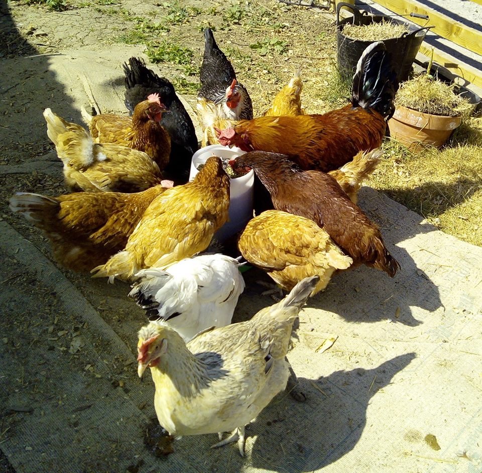 Chicken Eggs