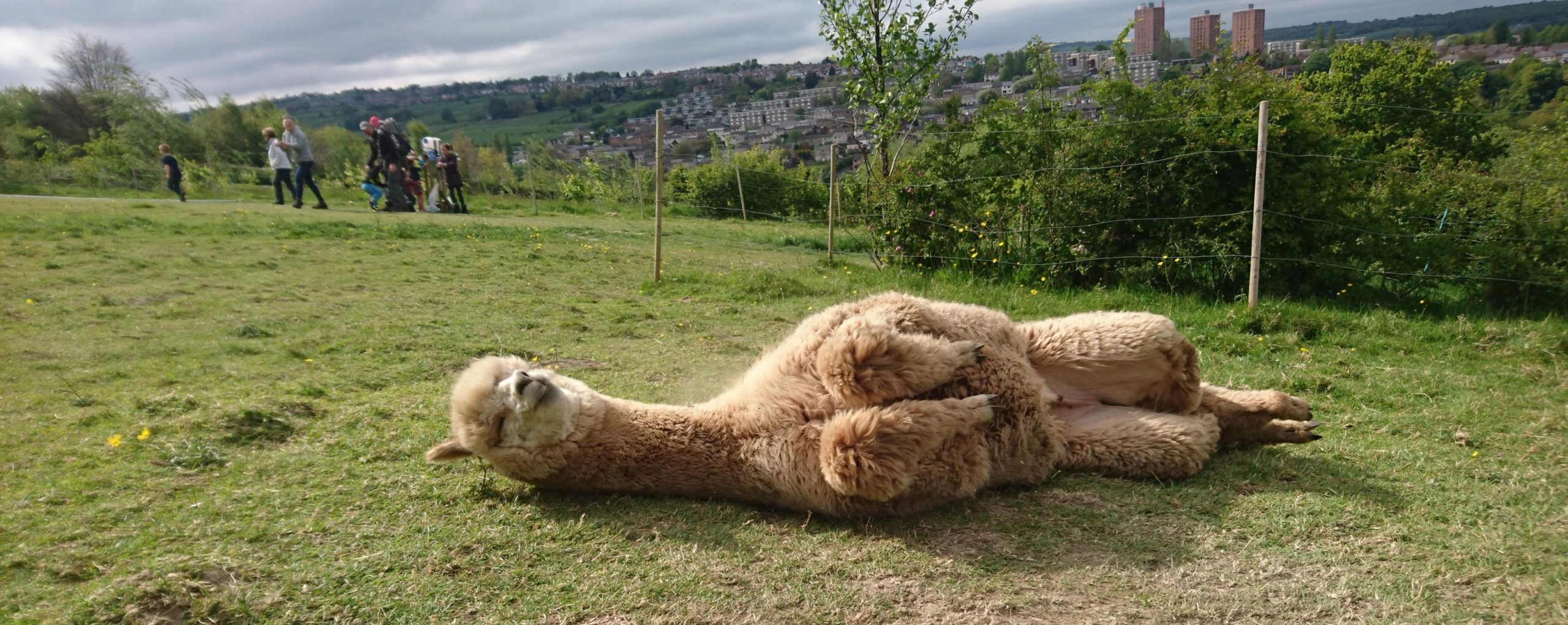 Alpaca trekking with the Holly Hagg alpacas