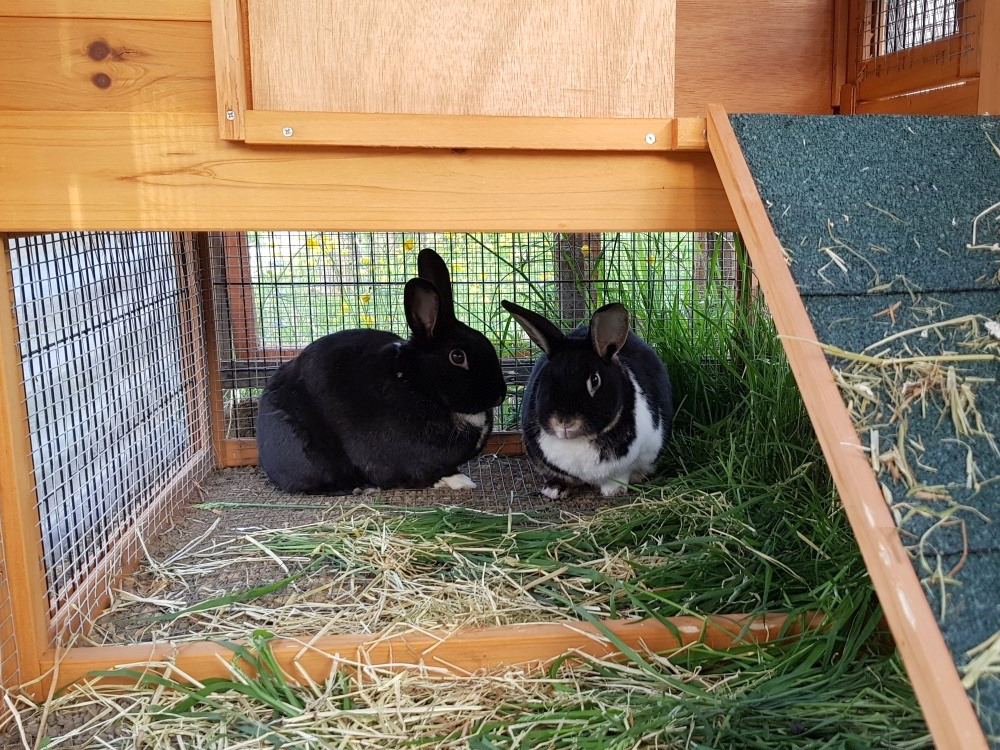 Rabbits