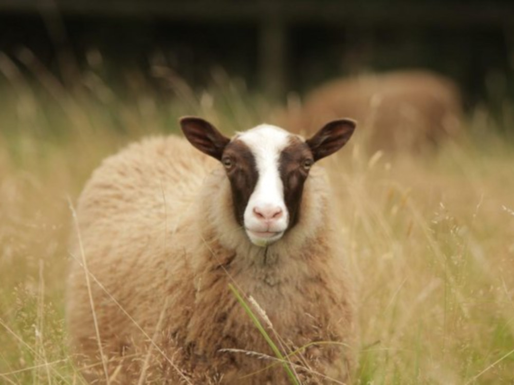 Meet the sheep