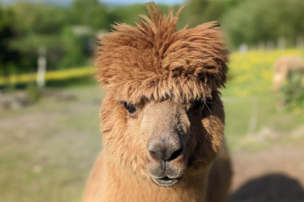 Thomas Gift Voucher Holly Hagg Community Farm