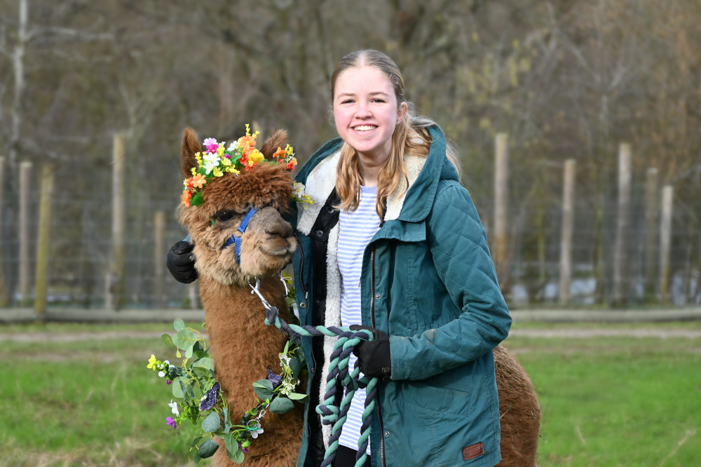 Easter Alpaca Treks at Holly Hagg Community Farm Easter treks with our friendly alpacas – a joyful spring outing with memorable photo moments.
