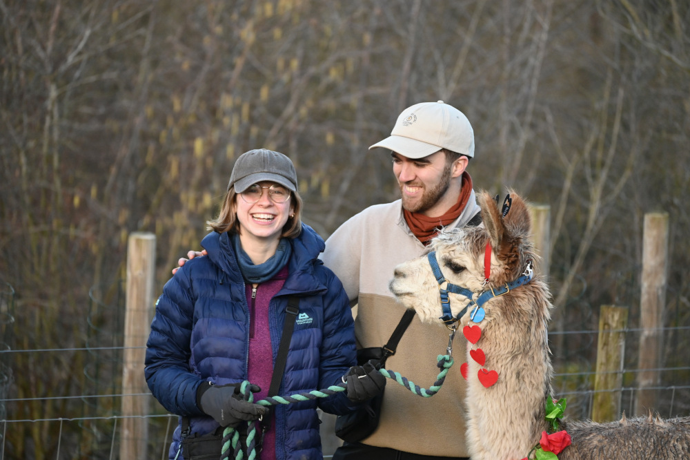 Valentines Alpaca Trekking at Holly Hagg Community Farm