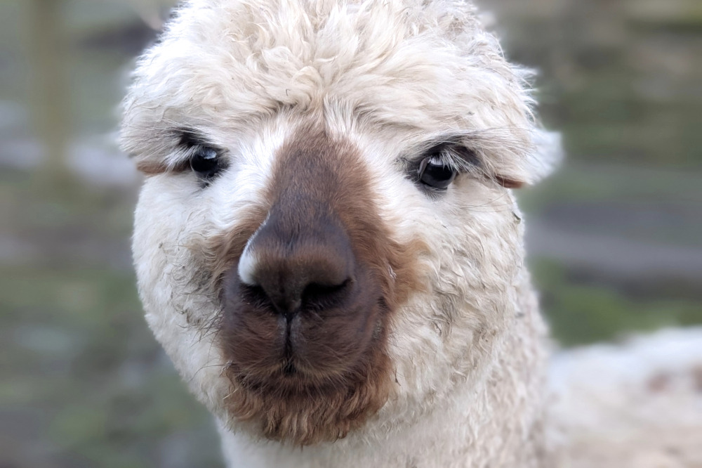 Easter treks with our friendly alpacas – a joyful spring outing with memorable photo moments.