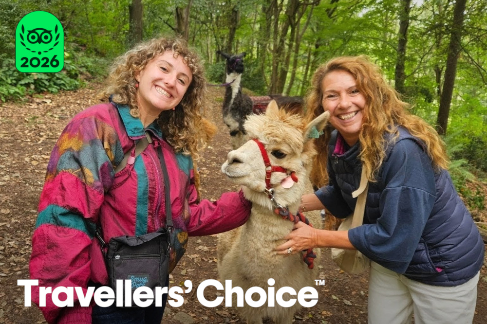HH Trekking Travellers Choice Web Alpaca Trekking at Holly Hagg Community Farm in Sheffield