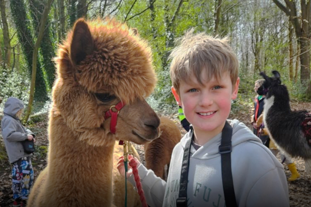 Alpaca trek walking in Rivelin Valley Sheffield with Holly Hagg Community farm