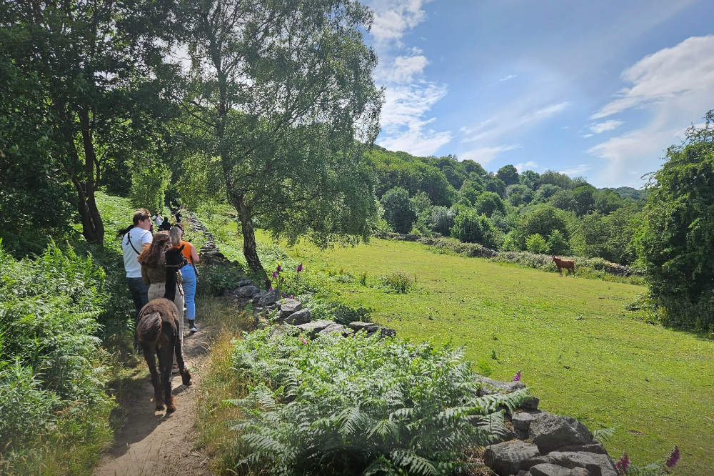 Alpaca trek in Rivelin Valley Sheffield with Holly Hagg Community farm