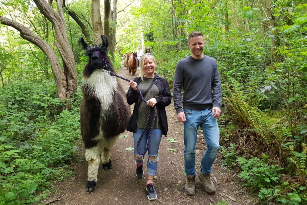 Holly Hagg Llama and Alpaca Trekking Sheffield