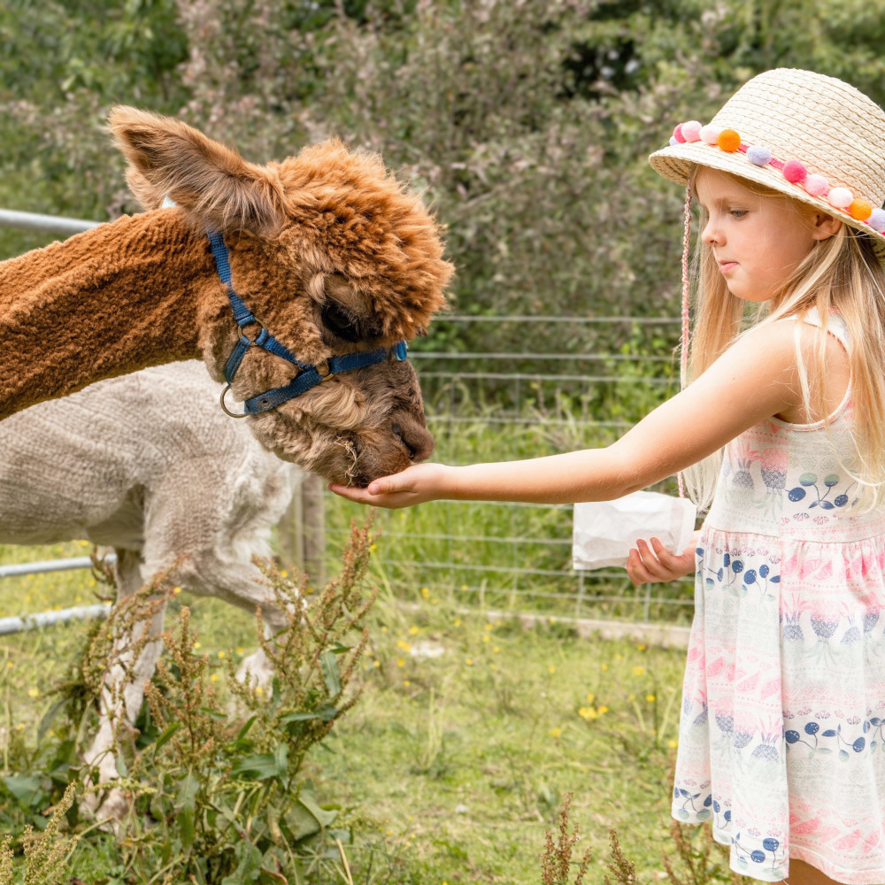Alpaca Trekking at Holly Hagg Community Farm in Sheffield
