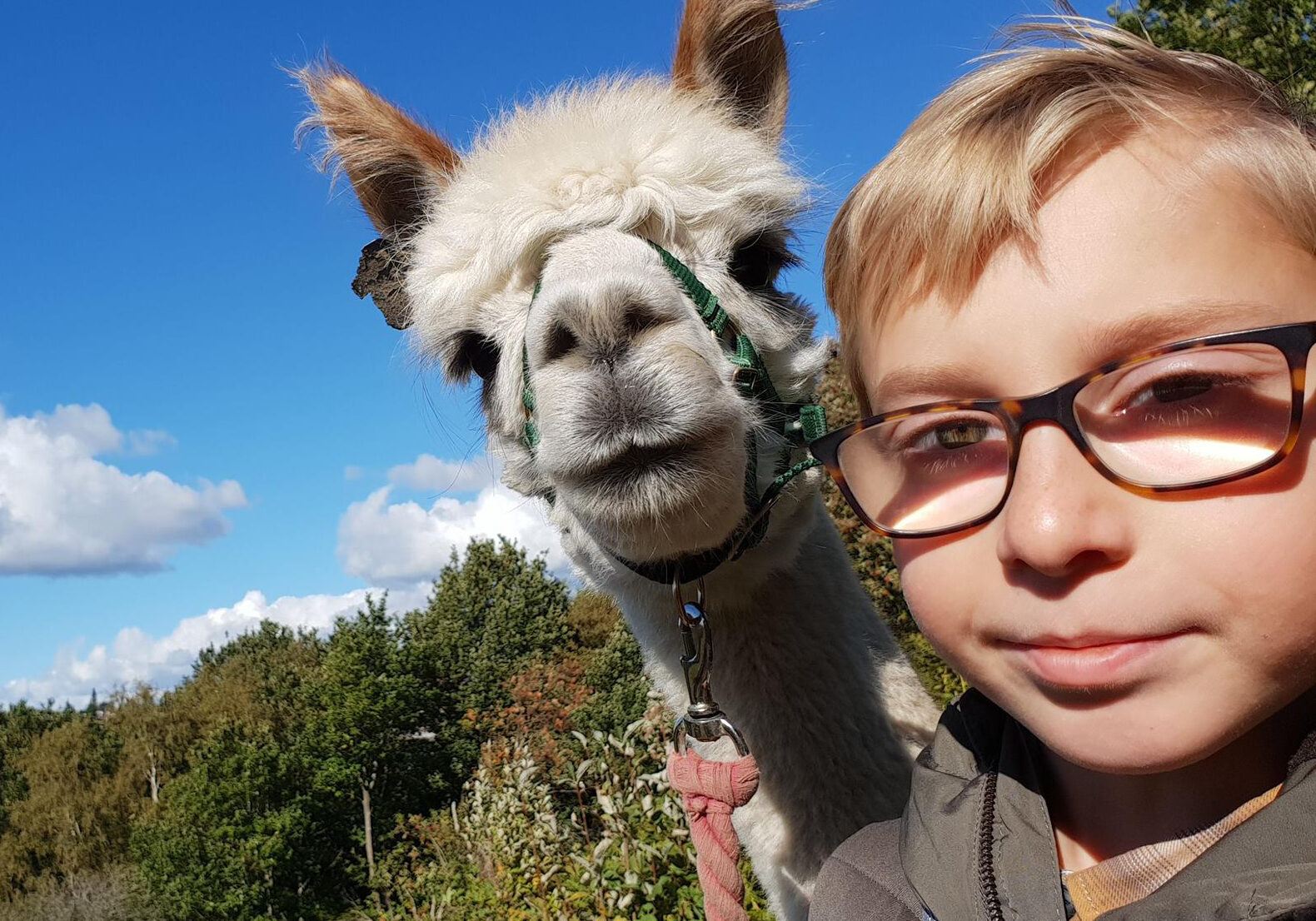 Alpaca trekking with Gordon the alpaca Alpaca trekking with Gordon the alpaca