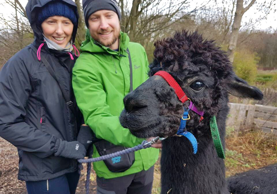 Alpaca trekking with Forest the Alpaca Alpaca trekking with Forest the Alpaca