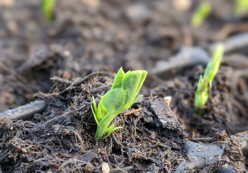 Pea shoot Pea shoot shooting